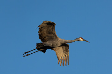 Poster - The Sandhill crane (Antigone canadensis) in flight