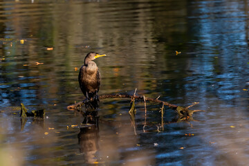 Poster - Resting Double-crested cormorants ( Phalacrocorax aurituson ) on the river