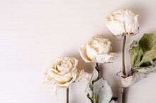 Three Dried White Roses On Bright Background, Still Life, Close-up, Flat Lay With Copy Space For Text