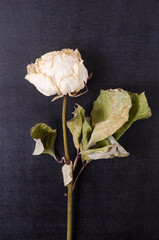 One single dried white rose on dark black background, still life, close-up, flat lay with copy space for text