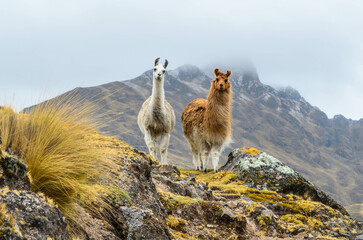 two llamas standing on a ridge in front of a mountain.