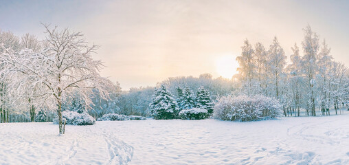 Aufkleber - Beautiful natural panorama of winter snow-covered city park with deciduous trees,  firss, nowdrifts and cold winter sky. Early morning in snowy park in rays of rising sun.