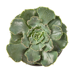 Poster - Echeveria curly locks isolated on white background.