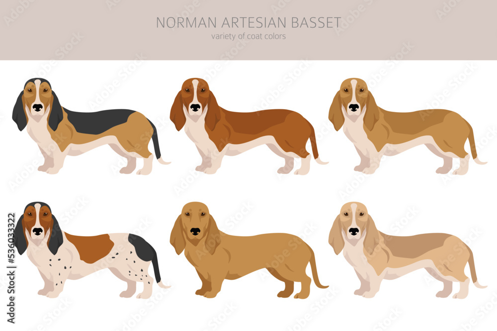 Picture of Norman Artesian Basset clipart. All coat colors set.; All dog breeds ...