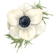 Beautiful png floral illustration with hand drawn watercolor anemone flower. Stock clip art.