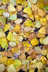 Sticker - Autumn foliage on the soil in the forest. Beautiful yellow and red leaves.