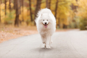  Happy dog running in autumn. Samoyed dog. Fall season. White dog in autumn