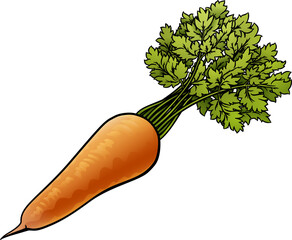 Wall Mural - Carrot Vegetable Cartoon Illustration