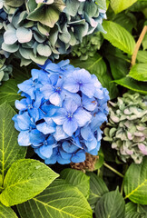 Wall Mural - Hydrangea macrophylla known as bigleaf, French or mophead hydrangea, penny mac and hortensia