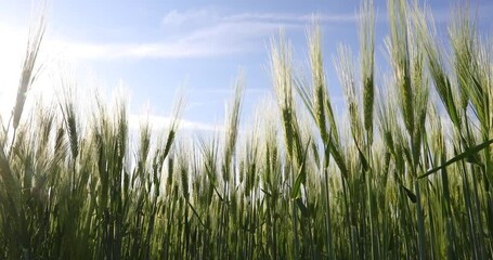 Wall Mural - Close up panorama from left to right view with some young green wheat plants on a wheat grain field. Agriculture and farming industry.