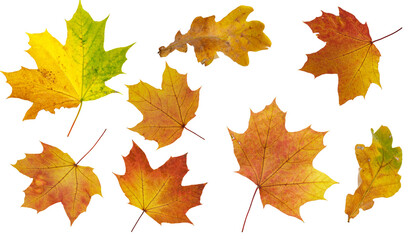 Wall Mural - various autumn leaves isolated on white background collection