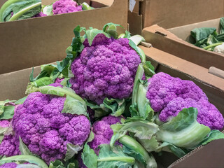 Few heads of purple hybrids of cauliflower in cardboard box. Sale of vegetables in grocery store.