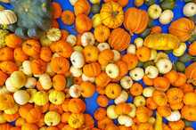 Top Down View On Isolated Many Colorful White, Orange And Yellow Pumpkins