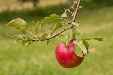 Single Ripe Apple Hanging From Vine