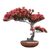 Decorative Bonsai Tree Isolated On A Transparent Background, 3D Illustration, Cg Render