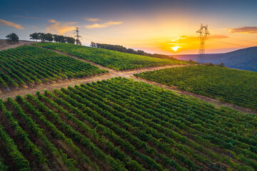 Wall Mural - Vineyard agricultural fields in the countryside, beautiful aerial landscape during sunrise.