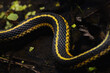 Close-up of a Grass-snake, Quebec, Canada, North America