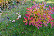 Close Up View Of Pink Peony Bush And  Mushrooms On Green Grass Field On Autumn Sunny Day. Sweden.