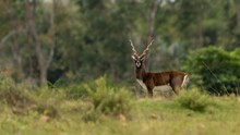 Blackbuck (Antilope Cervicapra), Also Known As The Indian Antelope From Jayamangali Blackbuck Conservation Reserve