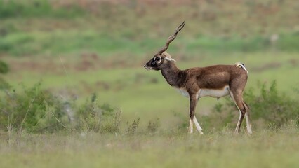 blackbuck (antilope cervicapra), also known as the indian antelope from jayamangali blackbuck conser