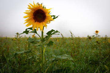 Wall Mural - Girasol en un campo de girasoles en la niebla