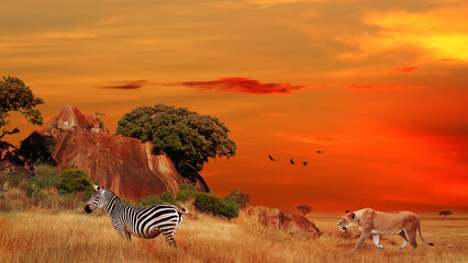 Wall Mural - lioness hunting for zebra. wild africa. serengeti national park in tanzania.