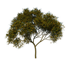 Front view tree ( Adolescent Calabrian pine tree 2 ) png