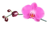 Fototapeta Storczyk - Różowa orchidea - gałązka z pąkami i pięknymi rozwiniętymi kwiatami. Ręcznie rysowana botaniczna ilustracja.