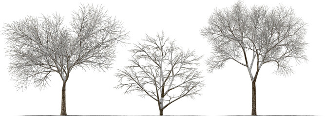 trees winter 3 covered with snow