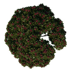 Top view tree ( Adolescent Franchipan Plumeria Rubra tree 2 ) png 