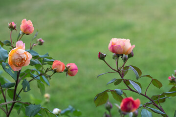 Wall Mural - graceful shoots of roses with buds on green garden background