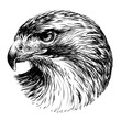 Red-tailed hawk. Graphic, black-and-white portrait of a hawk in sketch style on a white background. Digital vector graphics.