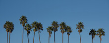 Row Of California Fan Palm Trees Under Blue Sky