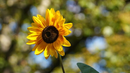 Poster - sunflower and bee