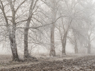  trees in the snow