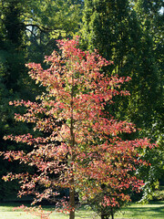 nyssa sylvatica - beautiful black tupelo or sour gum in fall color as ornamental tree in a park in s