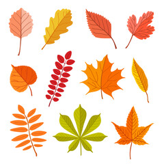 Wall Mural - Fallen leaves of different trees vector illustrations set. Forest foliage, dry green, yellow, brown, orange leaves isolated on white background. Autumn or fall, nature, plants concept for decoration
