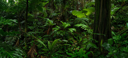 Rain forest in Central America