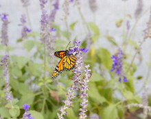 Monarch Butterfly On Purple Flower Selective Focus