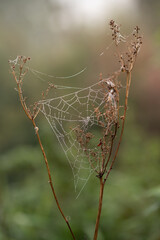 Wall Mural - In the autumn landscape, a spider's web is stretched between dry branches, with dewdrops hanging from it. The sun shines dimly in the background