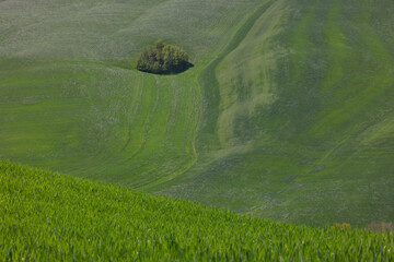 Wall Mural - Scenic view of typical Tuscany summer landscape