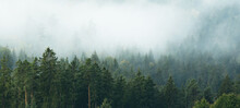 Amazing Mystical Rising Fog Forest Trees Landscape In Black Forest ( Schwarzwald ) Germany Panorama Banner - Dark Mood....