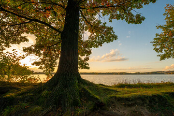 Poster - big old oak on the shore of the pond