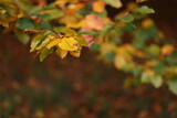 Fototapeta Na sufit - liście jesień