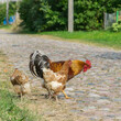 One beautiful rooster and two hens are walking along the village street.