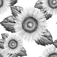 Summer Pattern With Flowers Sunflower. Hand Draws Field Plants With Ink. Sunflower Seed Oil. Botanical Vintage Illustration. Bud With Leaves, Flowers. Design For Print, Packaging, Wallpaper, Textile.
