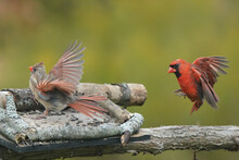 Male And Female Cardinal On Bird Feeder Agaisnt Fall Colours