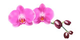 Różowa orchidea - gałązka z pąkami i pięknymi rozwiniętymi kwiatami. Ręcznie rysowana botaniczna ilustracja.