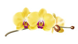 Fototapeta Storczyk - Jasna żółta orchidea - gałązka z pąkami i pięknymi rozwiniętymi kwiatami. Ręcznie rysowana botaniczna ilustracja.