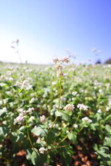Wall Mural - a buckwheat flower garden